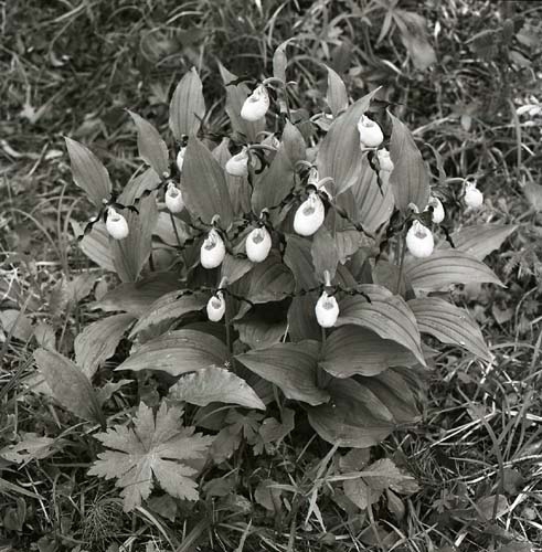 En klunga med blommor av arten Guckusko, 1985.