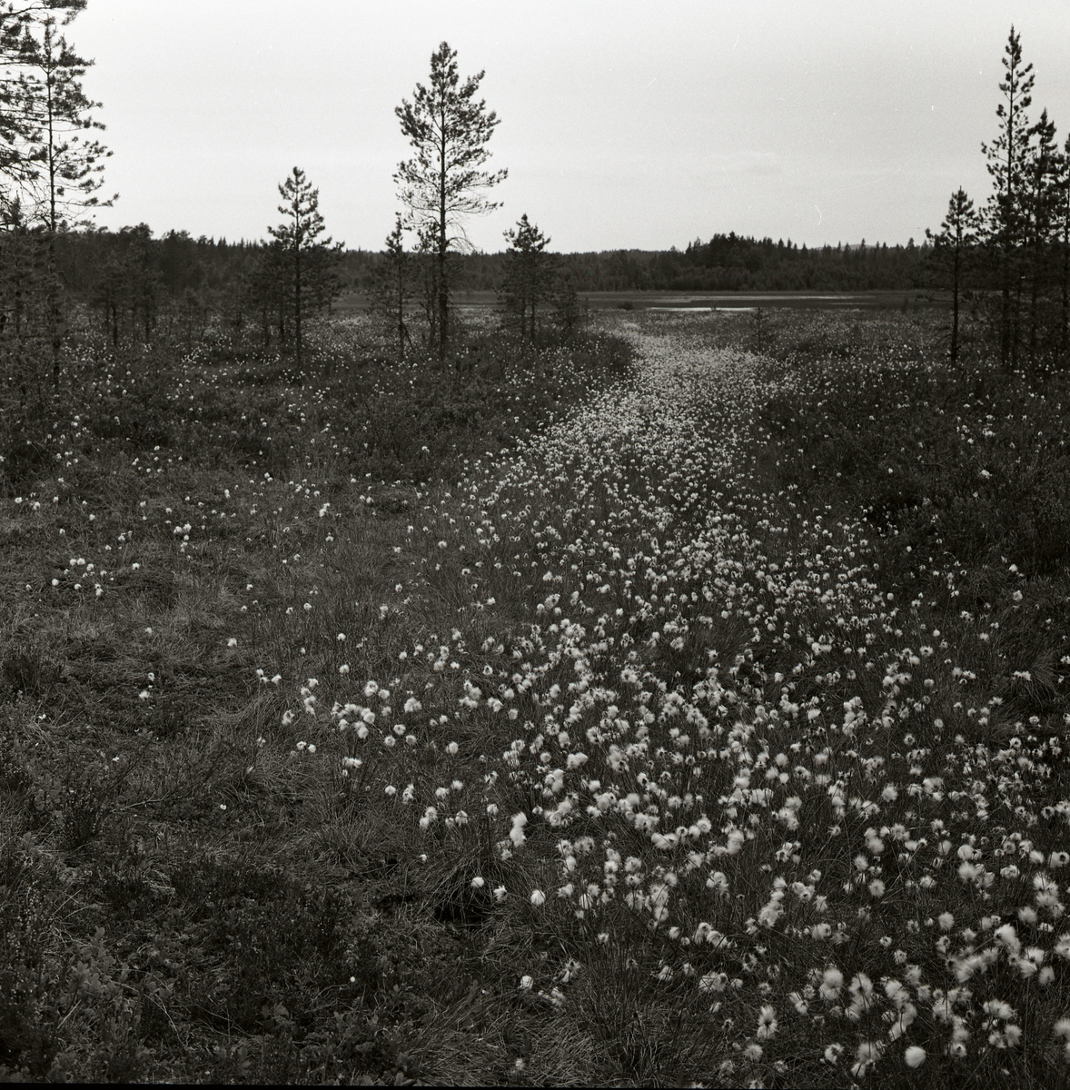 Tuvull på en myr, någonstans på Alfta finnskog, våren 1961.
