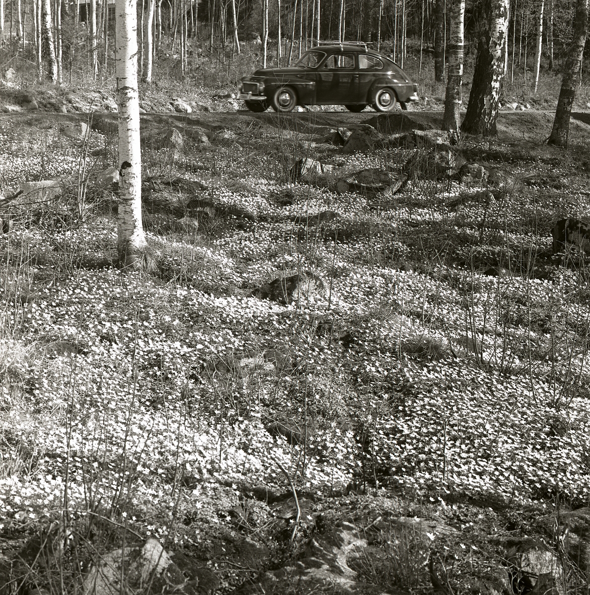 En sluttning med blommande vitsippor finns intill en väg i Bergvik där en Volvo PV kör förbi i maj 1962.