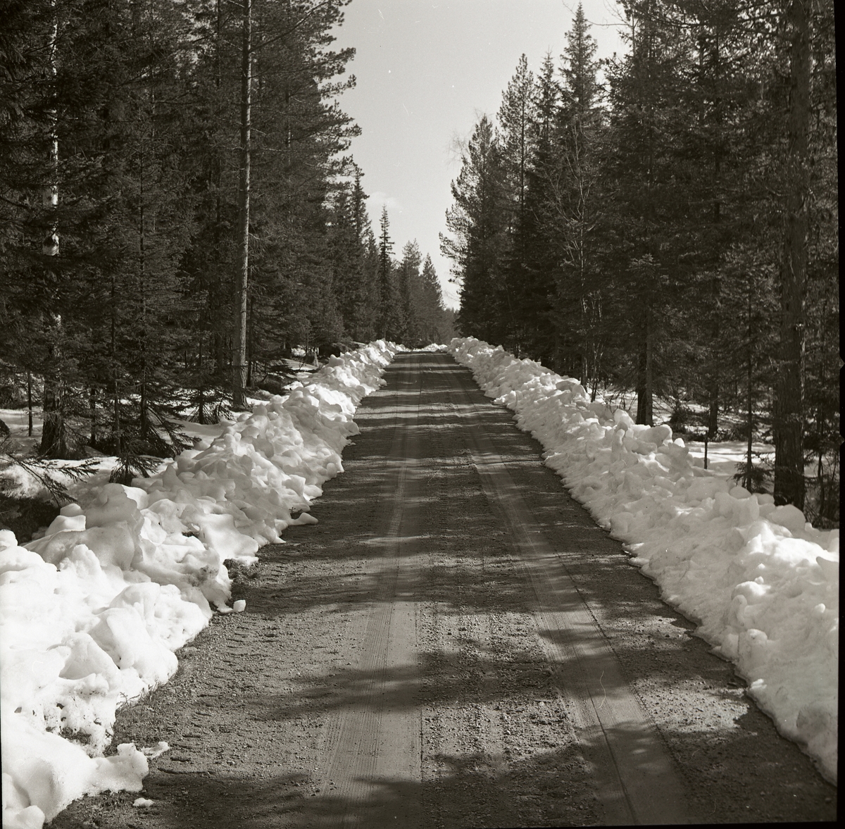 Plogad skogsbilväg till"Kittelviken" Hälsen 1963.