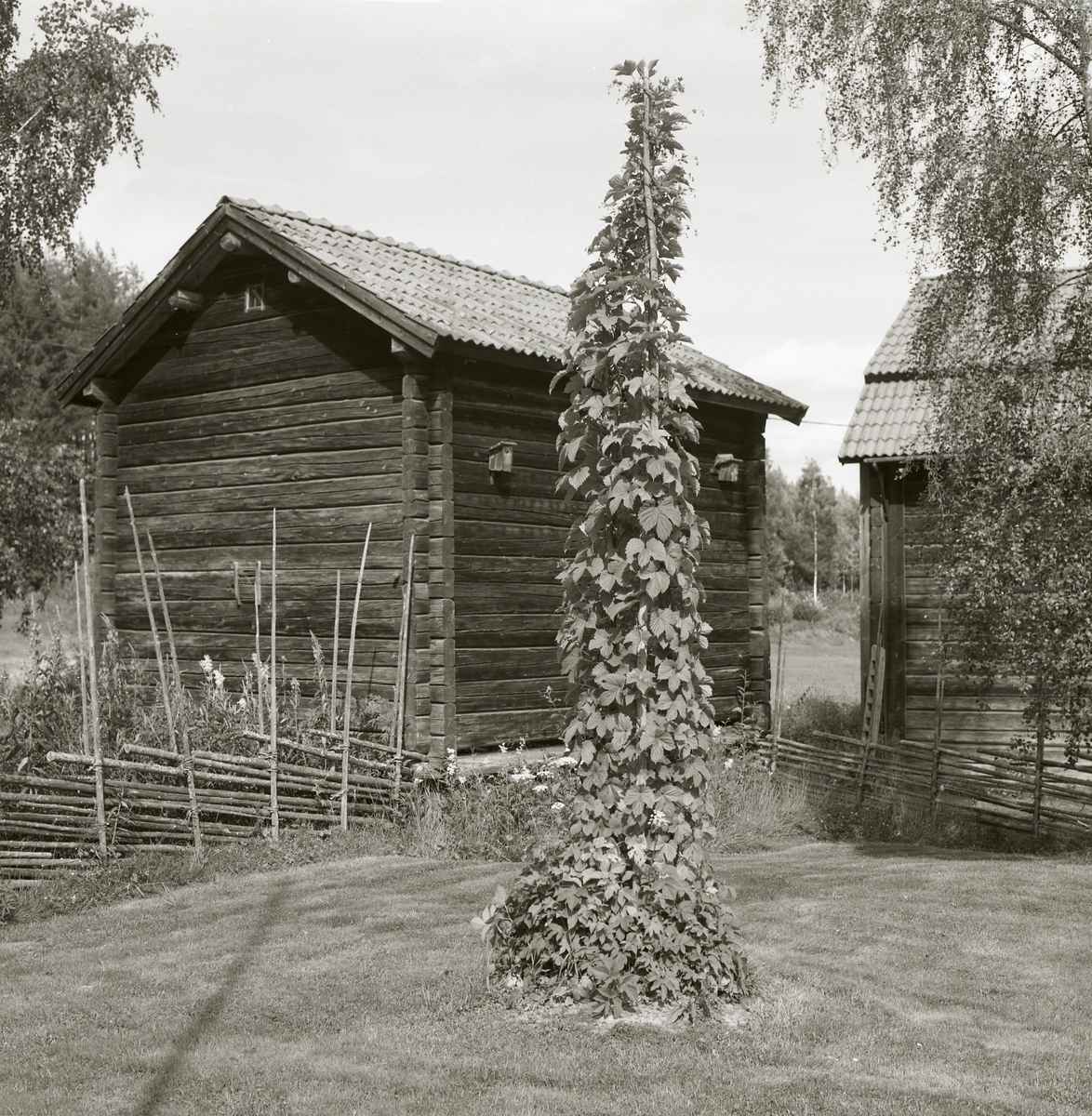 Gräsmatta och stör med klättrande humle, omgiven av gärdesgård och två härbren, 1983.