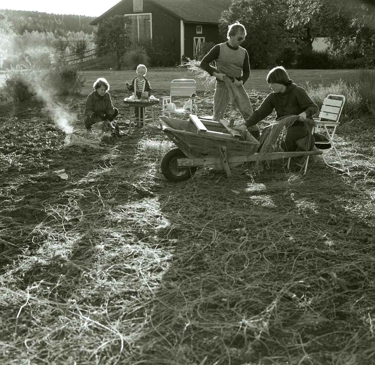 Det egna linet rivs på gården Sunnanåker, 7 oktober 1983. Adéle sitter på huk längst till höger i bild.