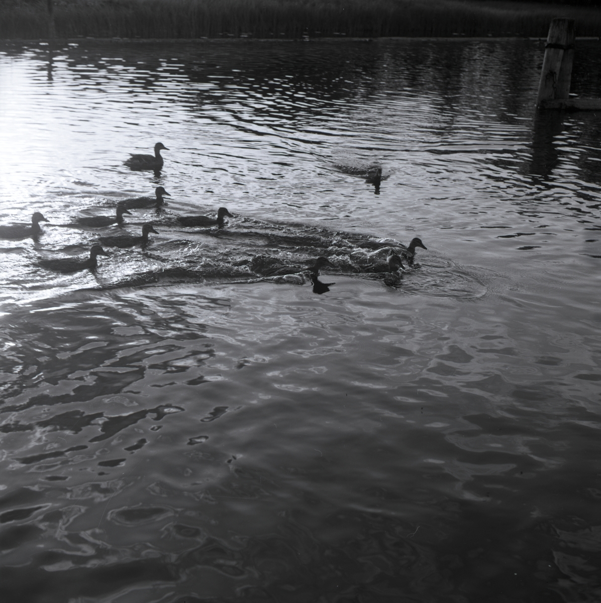 Några unga gräsänder simmar ett vattendrag under sommaren 1965.