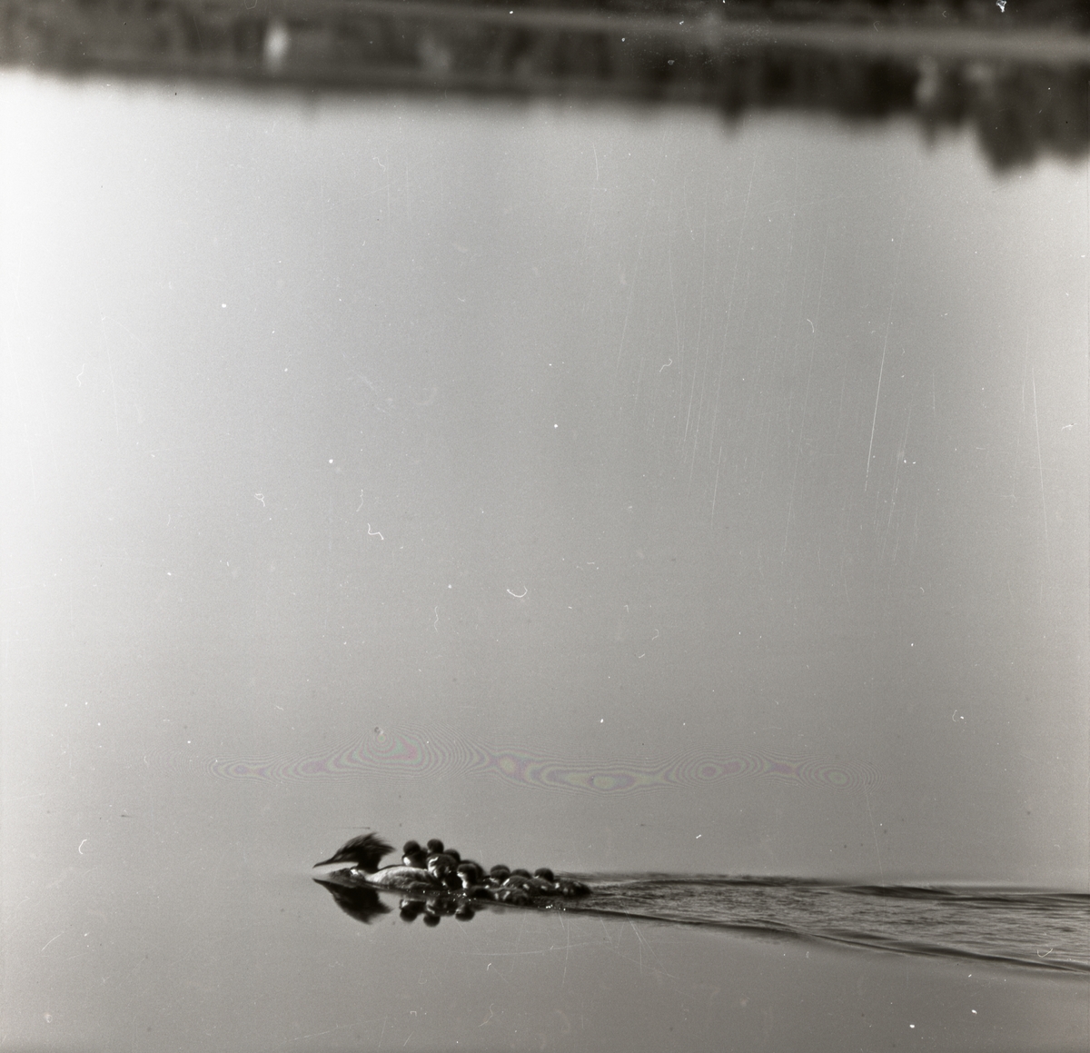 En skrakhona simmar med sina ungar på den spegelblanka Hölesjön, sommaren 1959.