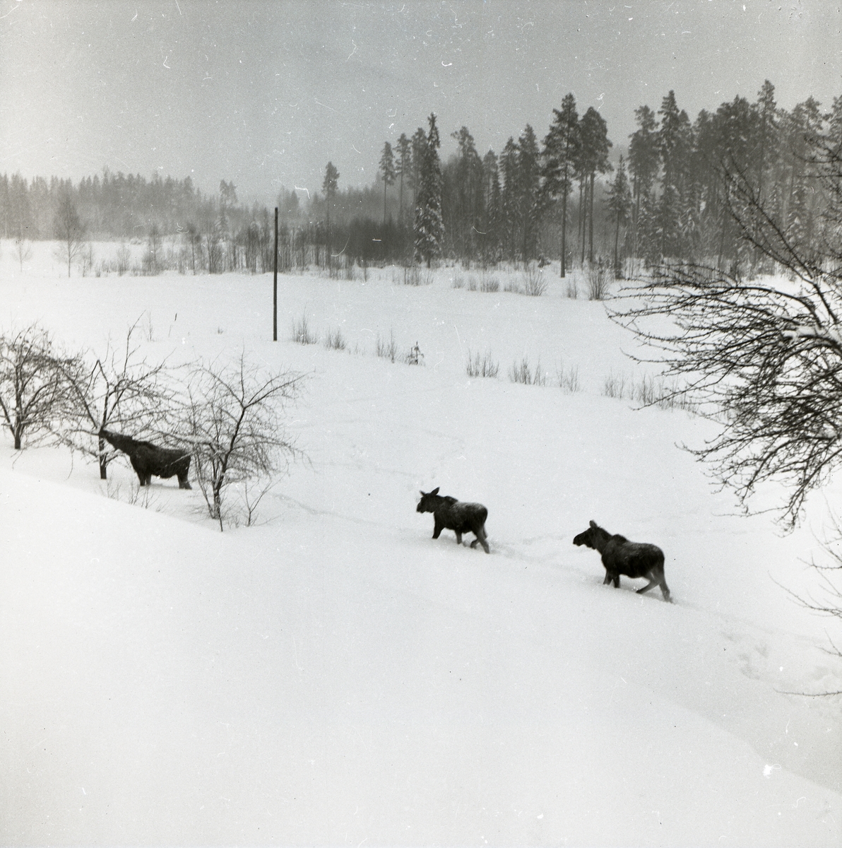 Tre älgar står i ett snöigt landskap och en av älgarna sträcker sig mot ...