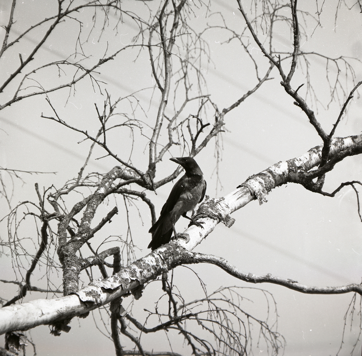 En kråka sitter på en gren i ett björkträd, 1973.