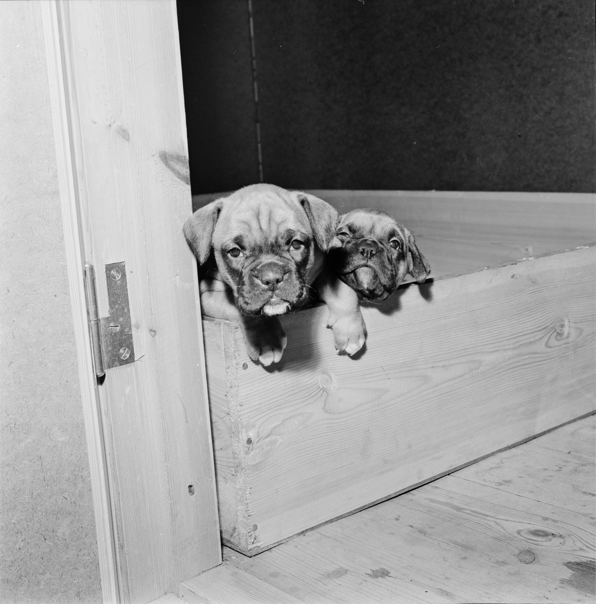 Boxervalpar i låda, Raggboda hundpensionat, Skyttorp, Uppland 1962