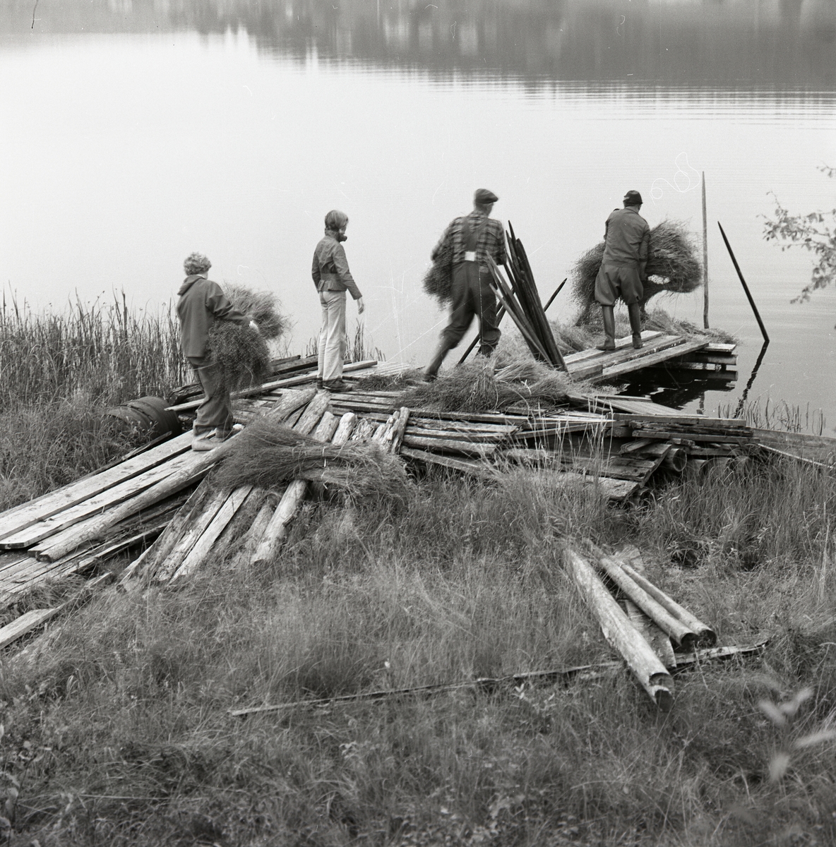 Fyra personer arbetar med att sänka lin för rötning i vatten från en brygga, september 1974.