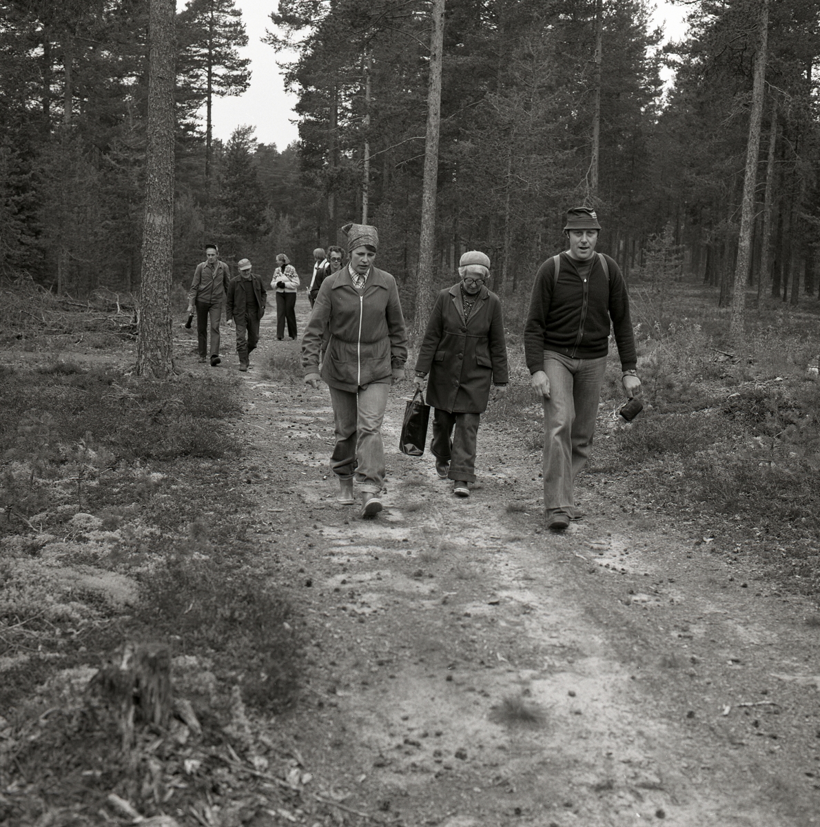 En grupp människor går längs en skogsväg. Runt stigen finns vitmossa, ris, träd och stubbar, Tannåsen i september 1977.