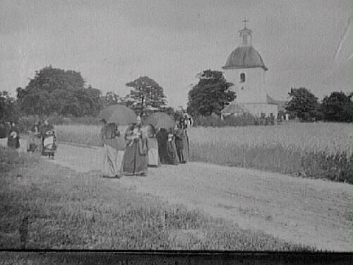 Vinbergs kykrby, Vinbergs gamla kyrka, Revs 1900. Ett kvinnligt följe går på vägen längs ett sädesfält med kyrkan i bakgrunden. Ett par kvinnor bär parasoll mot solen.