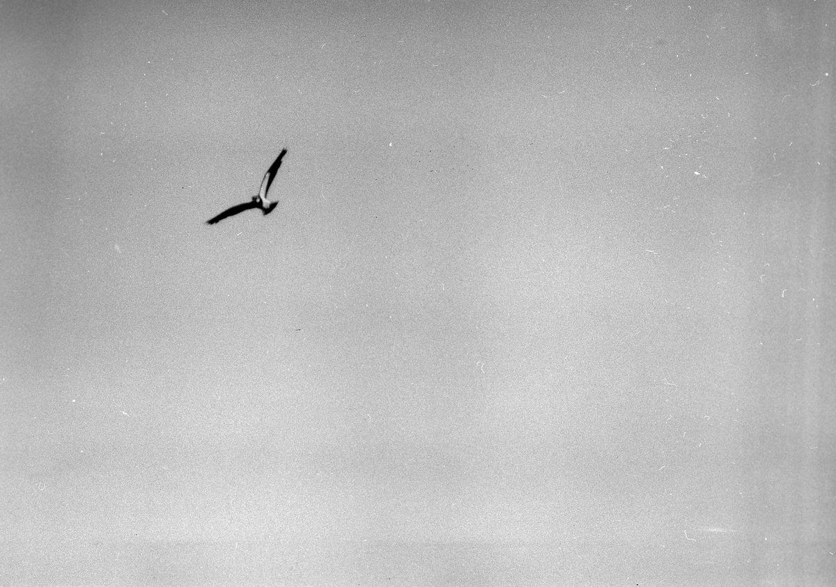 I fotografens anteckningar står det "35 films fr. semester på Halö".