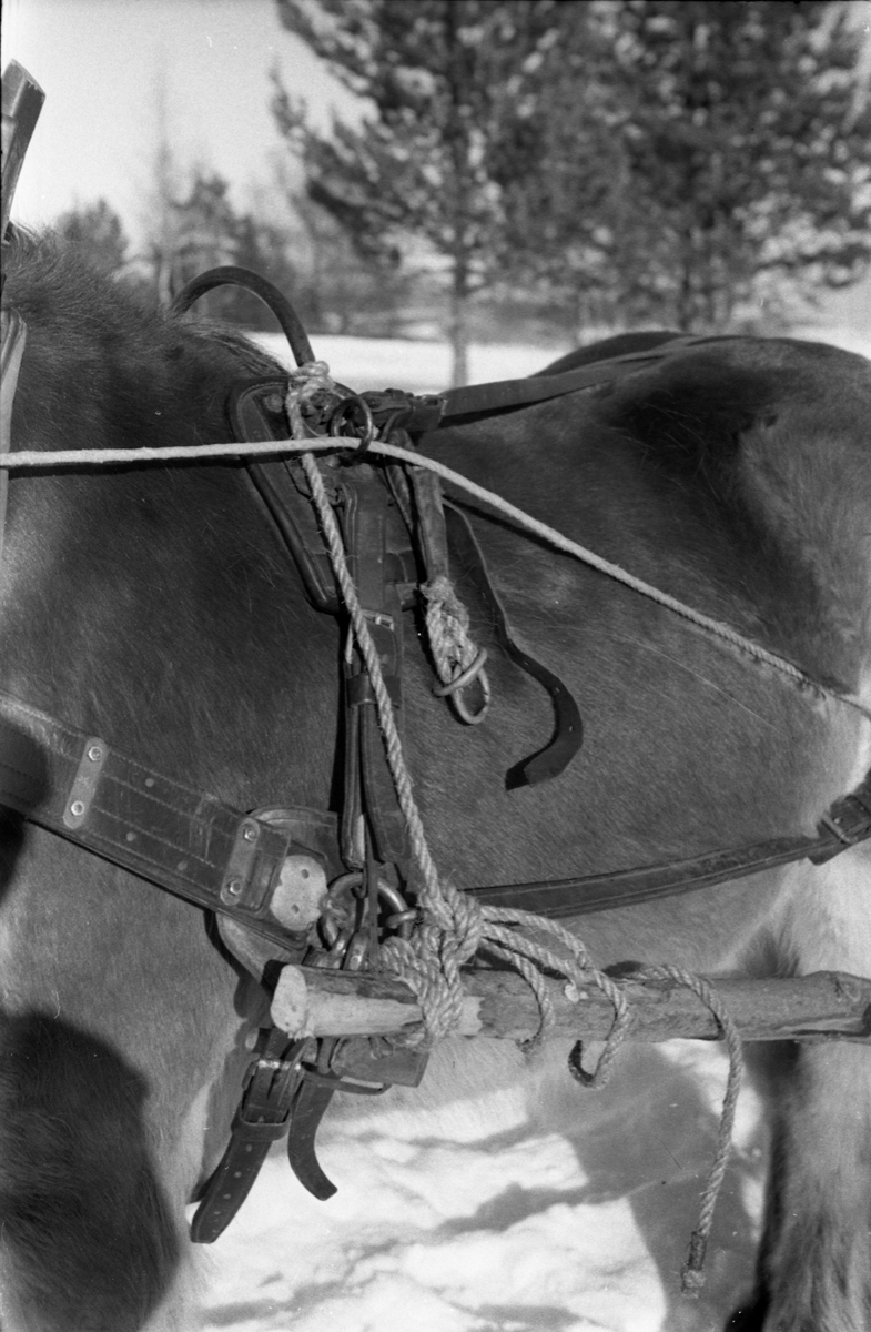 Fra Hærens Hesteskole på Starum. Bilde som viser hvordan en sykebåre trukket av hest festes til hestens seletøy..