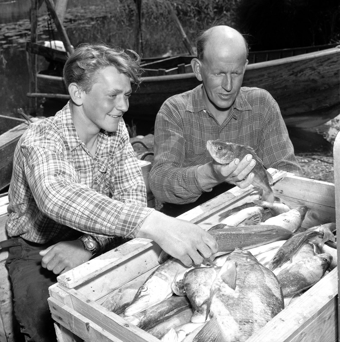 Dåligt fiskeår i Hjälmaren.
16 juli 1957.
