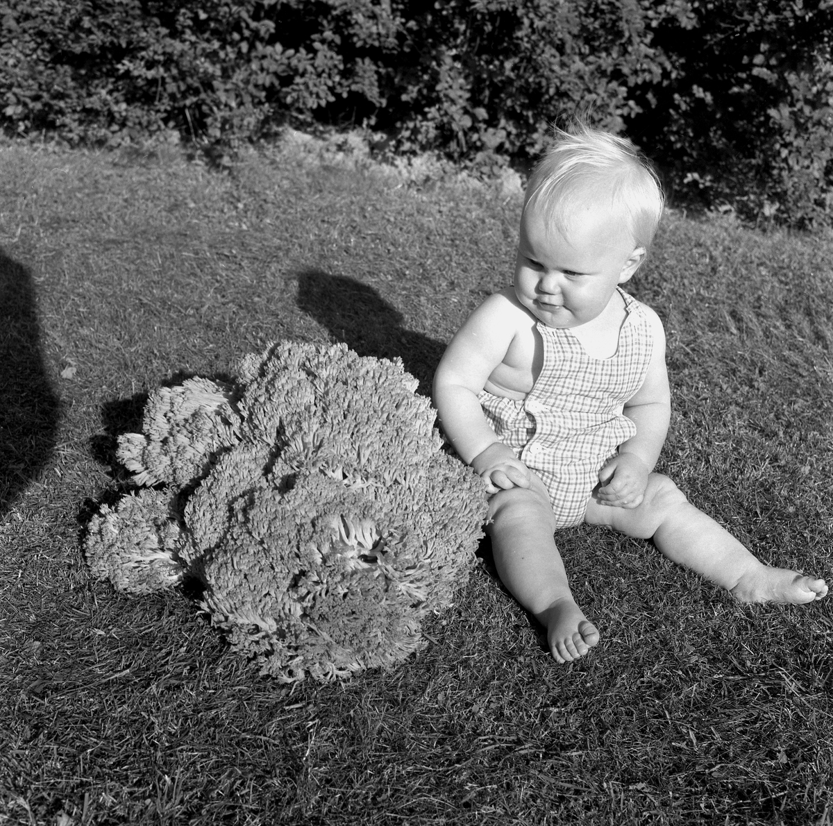 Blomkålssvamp på 6,5 kg.
14 augusti 1958.
