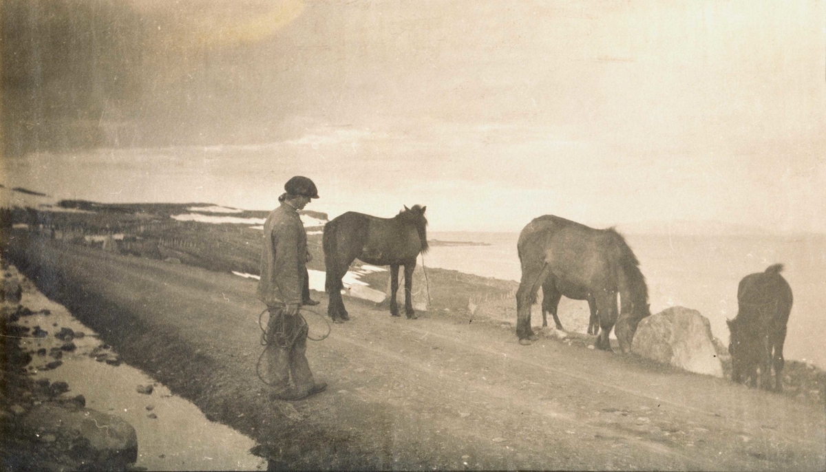 Mann med hester ved veien i Vadsø 1917-1918 .