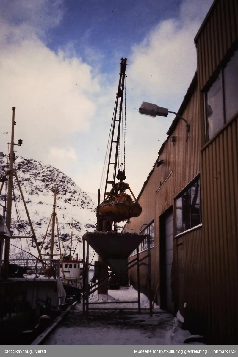 Nordvågen. Loddesesong. Lossing av lodde ved E. Lund A/S. Mars 1984.