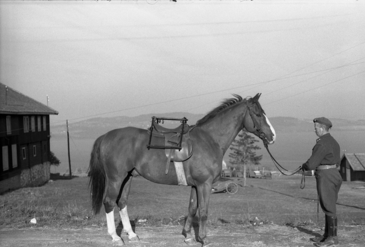 Løytnant Ottar Markeng mønstrer hest ved Hærens Hesteskole på Starum. Hesten har ridesal, og i tillegg ei ramme for ukjent funksjon.