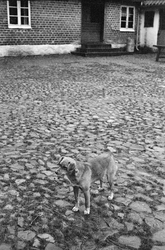 Miljöbilder  och porträtt av Nils och Fredrik Åkesson gåsupf