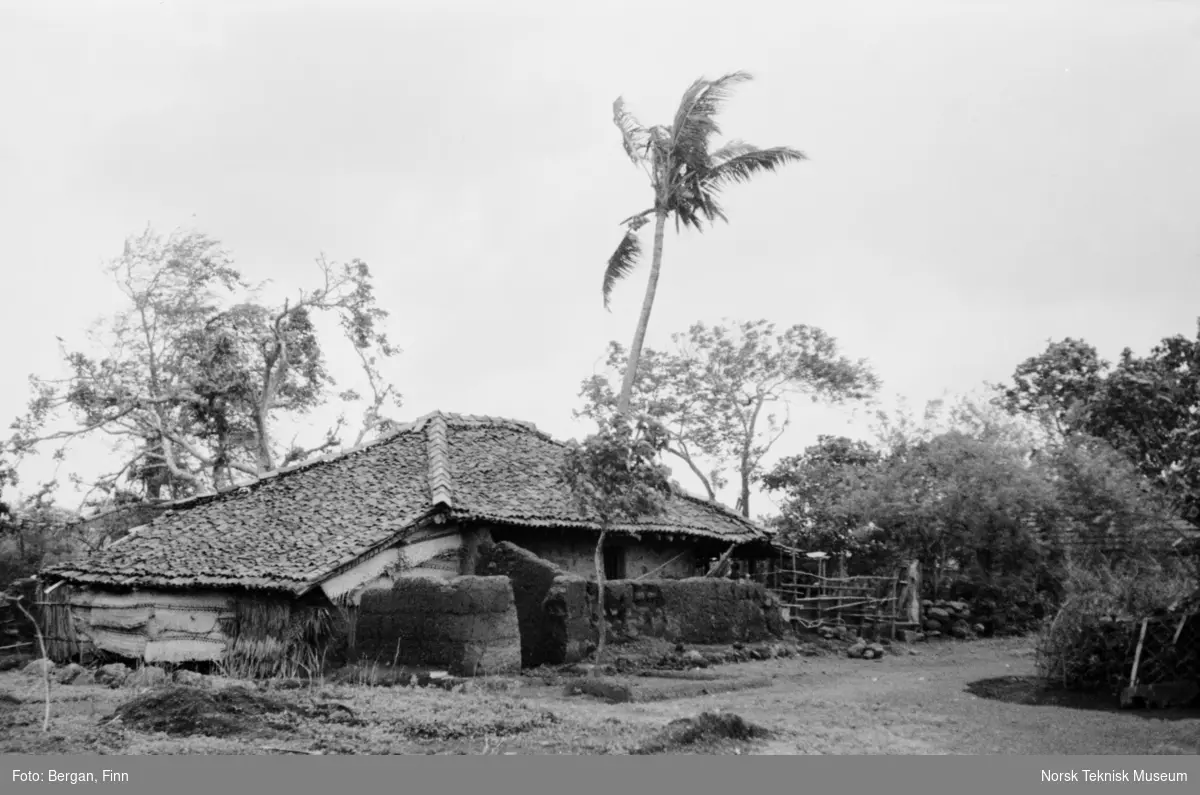 Bygning og vei omgitt av trær, palmer