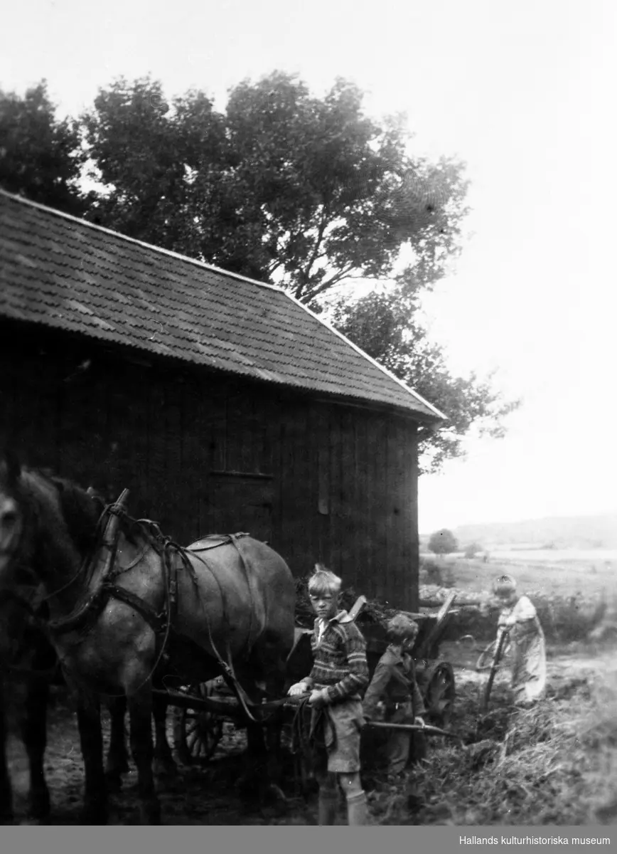 Gödsellastning. Gödselkärran är spänd bakom två hästar och på den ena bilden lassas gödseln upp av en man och på den andra av tre små pojkar.