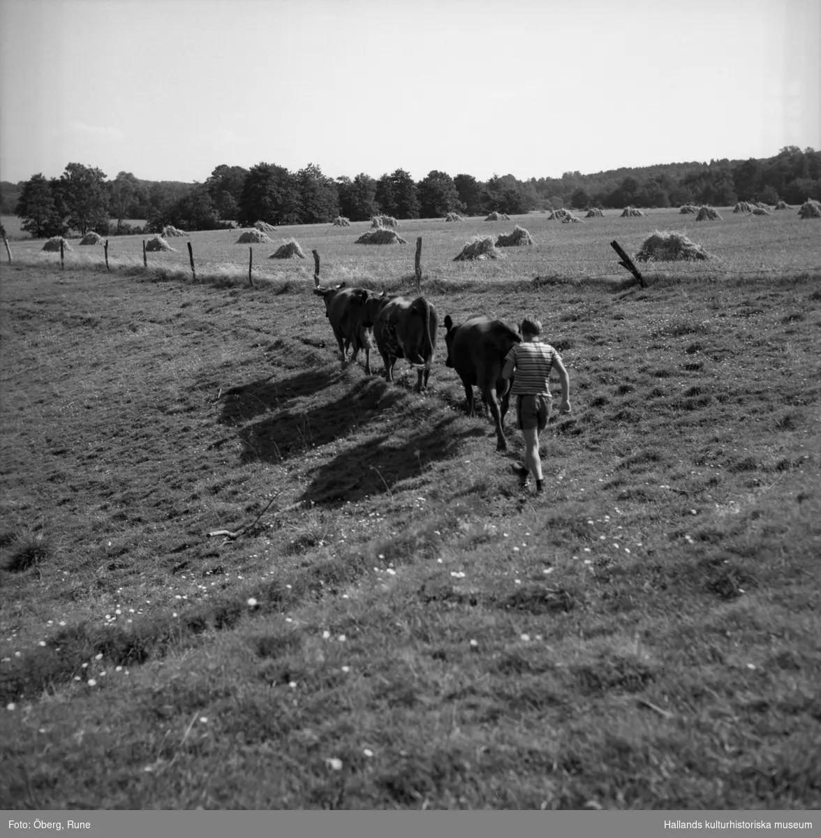 En man, sommargäst, driver ut korna på bete efter morgonmjölkningen. På fältet i bakgrunden syns trävar med säd.