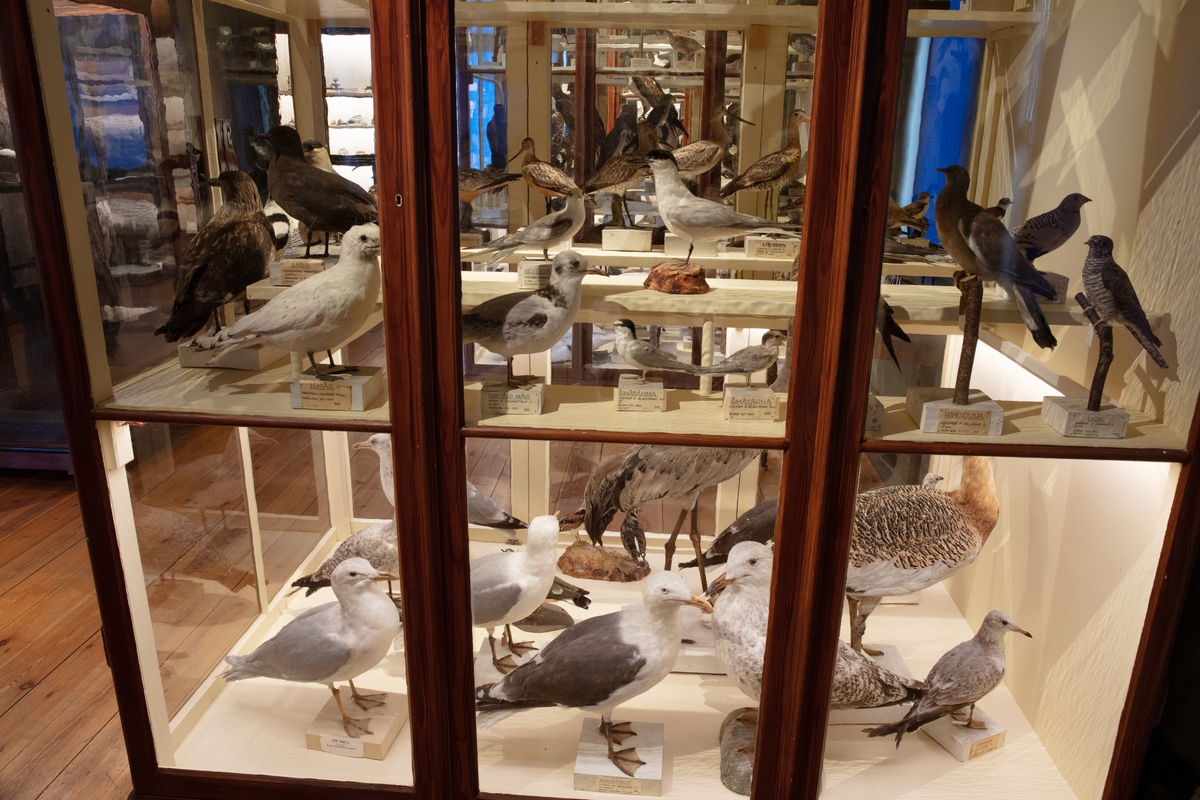 Vänersborgs museum. Nordiska djursalen, fågelmonter C
