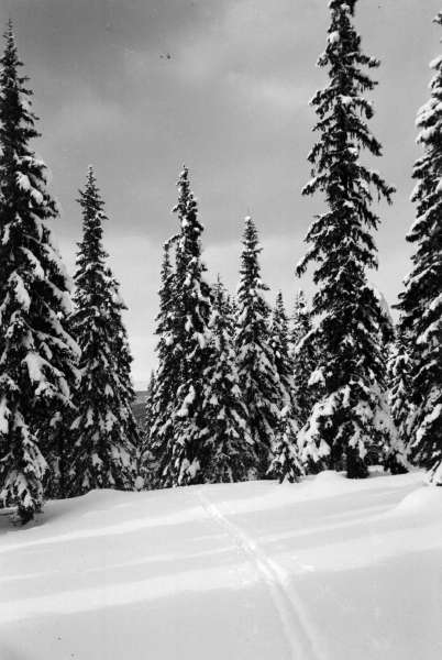 Ringebu. Vinter. Granskog med skispor.