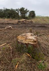 Stubber etter avvirket felt med tett sitkagranskog ved Bausk