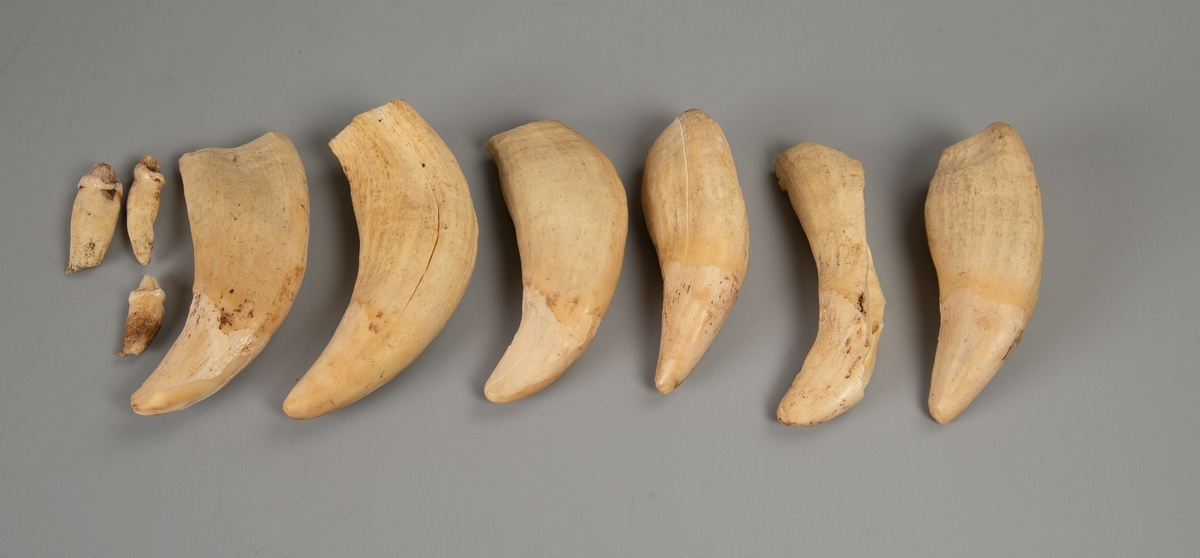 Dyrekjeve  med en stor og en liten tann,  dessuten 7 store og 3 små løse tenner.