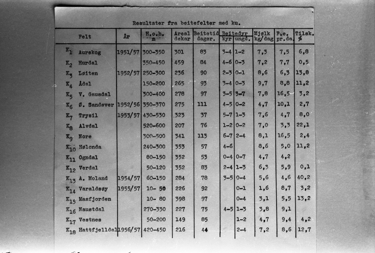 Avfotograferte tabeller med reesultater fra beiteforsøk med hhv. sau og ku. Trolig avfotografert på oppdrag for beiteforsøksgården på Apelsvoll.
