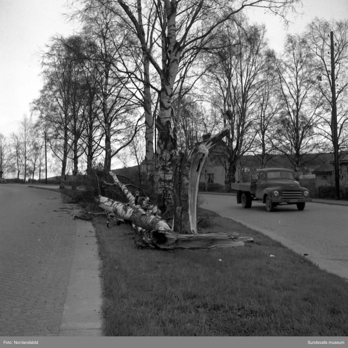 En björk har ramlat på Västra Vägen, i kurvan söder om kyrkogården. De tre villorna vid Västra vägen 13-17 syns i bakgrunden.