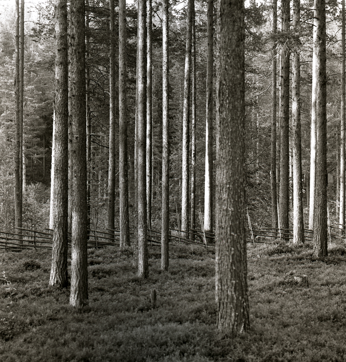 I skogen är det en massa träd, stubbar, mossa, gärdesgård och man skymtar lite av himlen mellan träden. Törn 1989.