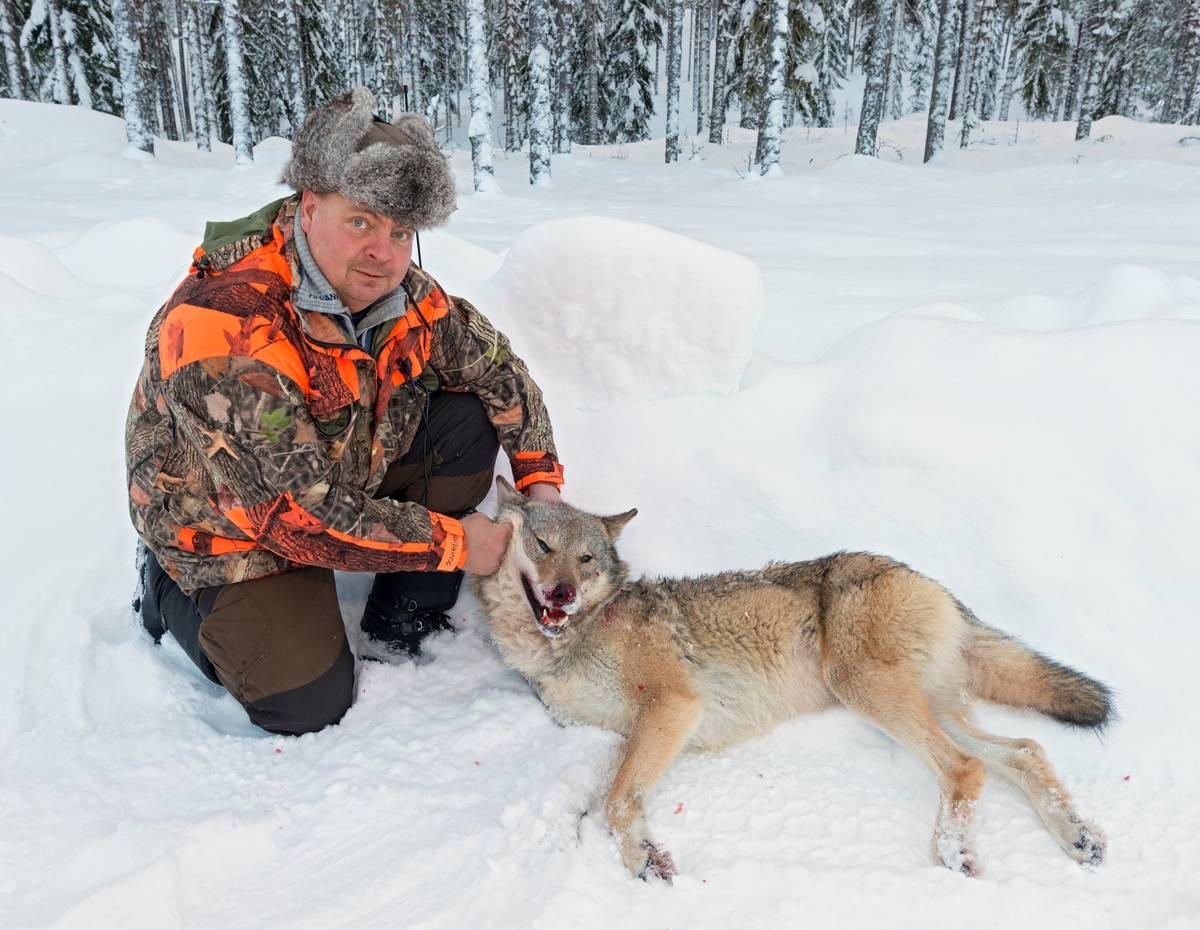 Fra ulvejakta 2018. Jakt på ulv som lever vekselsvis i og utenfor ulvesonen i Hedmark. Jaktleder Arne Sveen med ei ulvetispe fra Julussareviret som ble skutt i Evenstadlia på jaktas femte dag. Ulvetispa veide 36,6 kg. Den ble felt av en av jegerne som sporet den, etter at jaktlaget først hadde lokalisert den og drøyt 70 jegere var postert i terrenget. Alfatispe. Ledertidspe. Ulvejakt. Jakt på rovdyr. Rovdyrjakt. Lisensjakt på ulv. Offisiellt besto Julussareviret før jakta av 6-7 individer.