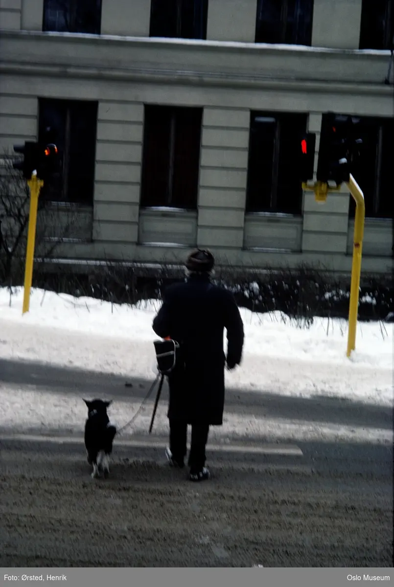 gate, fotgjengerovergang, mann, hund, trafikklys, Oslo Lærerskole, snø