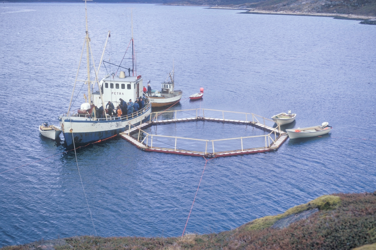 Flakstad fiskeoppdrett, 1974 : Brønnbåten "Petra" ligger ved en merde av typen "Grøntvedtmerde". Rundt dem ligger det flere små båter. Den mindre fiskebåten tilhørte røkteren på anlegget.