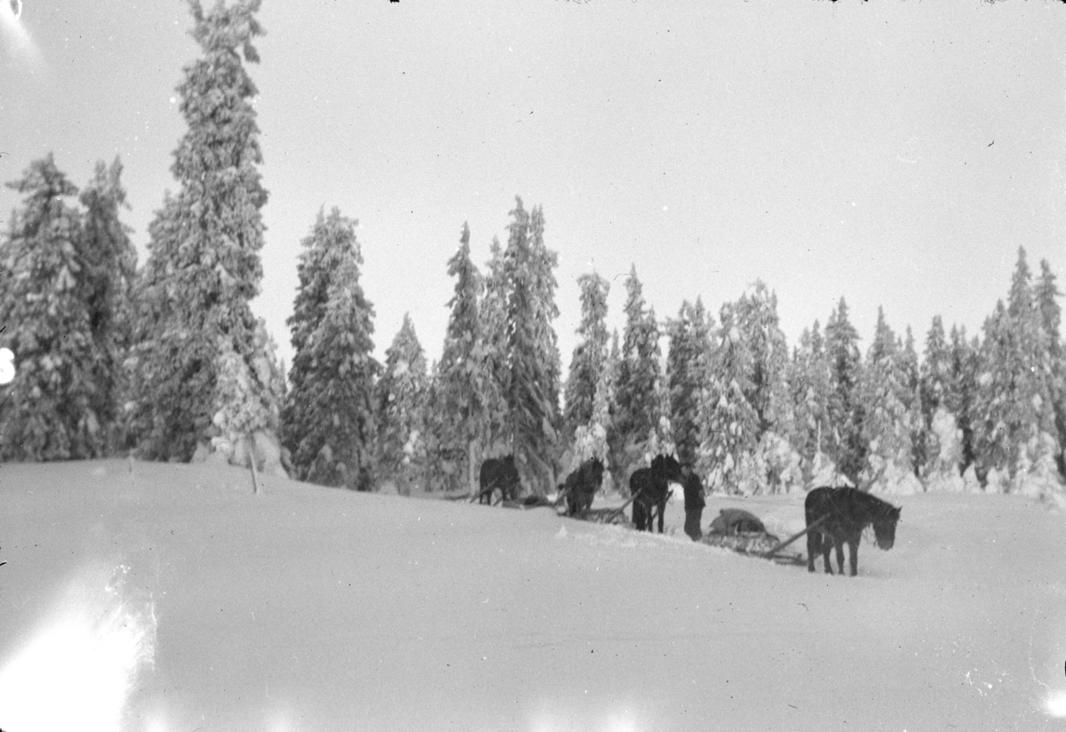 Tre hester med sleder i snøen.