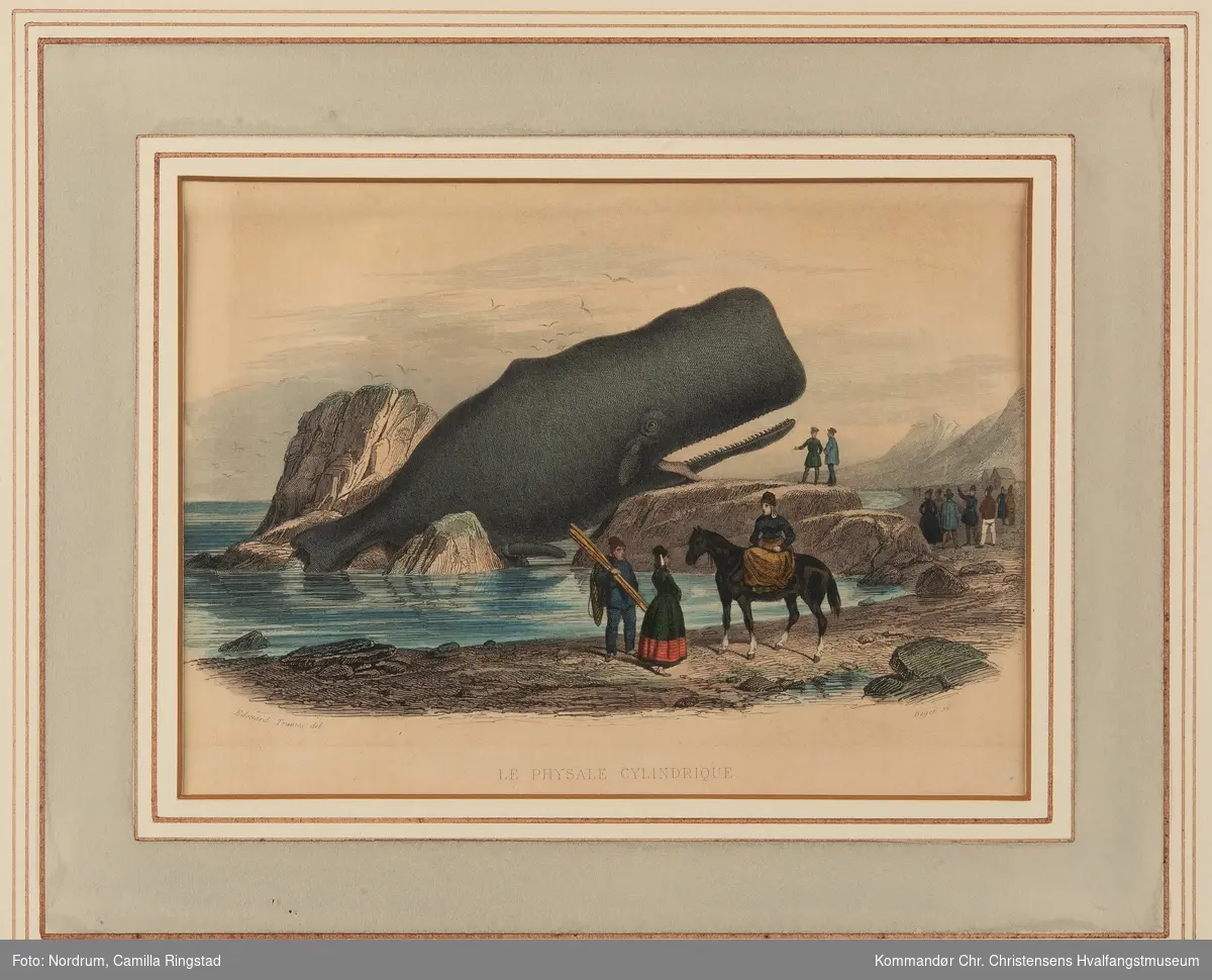 Le physale cylindrique. En strandet hval, to kvinner og tre menn og en hest i forgrunnern, en gruppe mennesker i bakgrunnen.