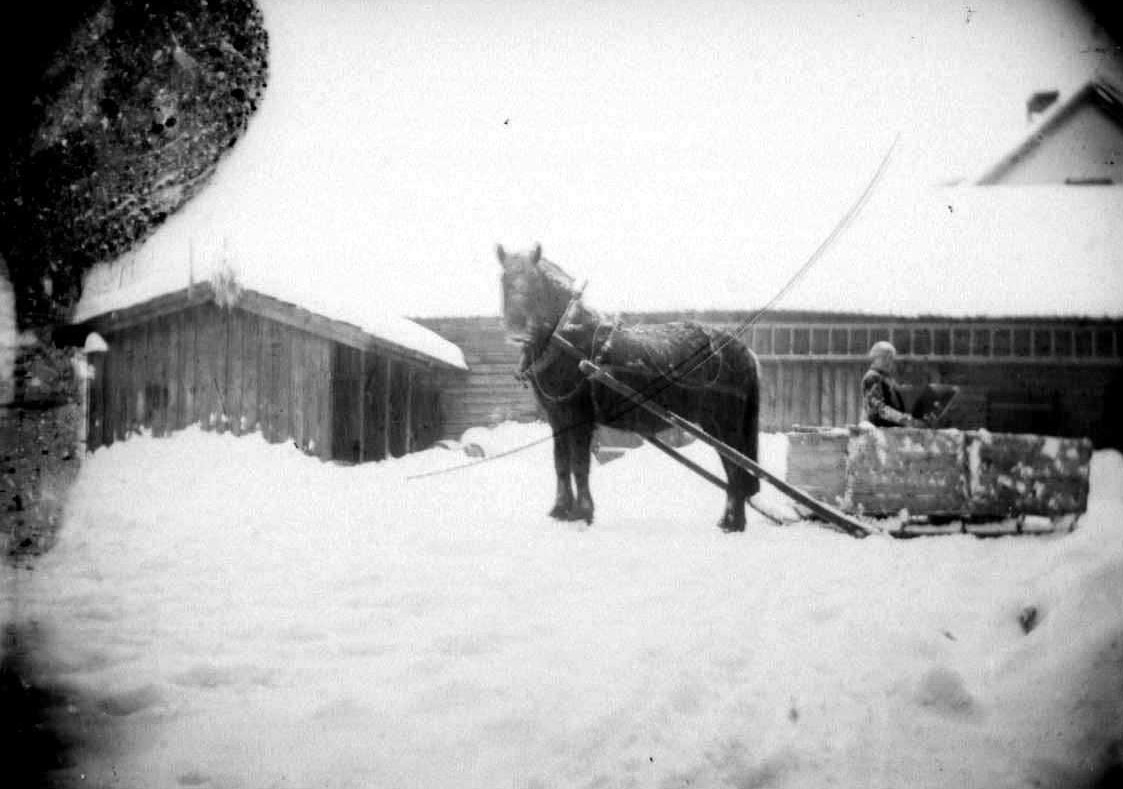 Mann med hest og slede på snedekt gardstun - Maihaugen / DigitaltMuseum