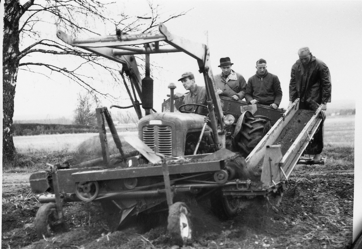 Fire avfotograferte bilder av tre menn som står bak på en potetopptaker på traktor. Ingen av de tre er identifisert, og det samme gjelder traktorføreren. Heller ikke stedet er identifisert. Minst en av mennen er ikke kledd for oppgaven, og muligens er dette et forsøksfelt.