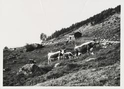 Gressende Telemarkskyr i lia på Skinnarland