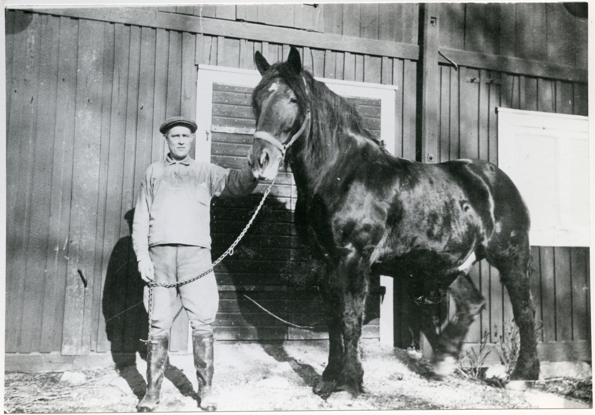 Odensvi sn, Köping, Kölsta.
John Ramstedt med hästen "Stjärna", början 1930-tal.