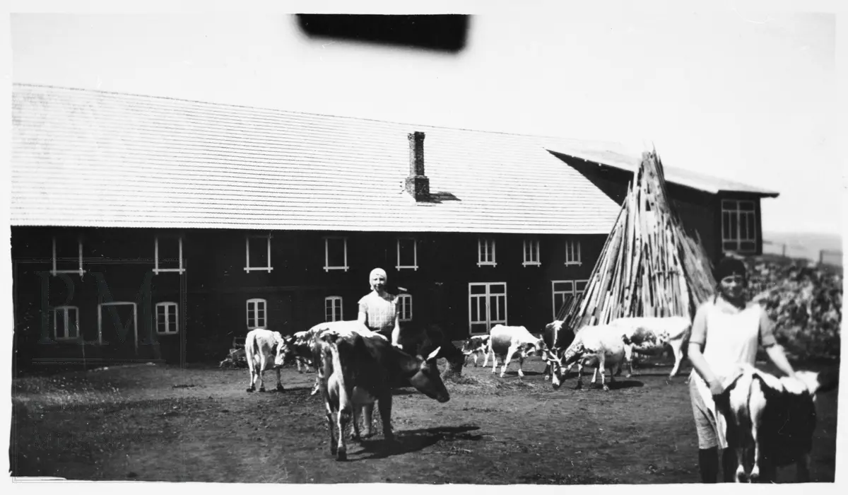 Flere kuer og to budeier foran låven på tunet på Knutstadmarka gård.