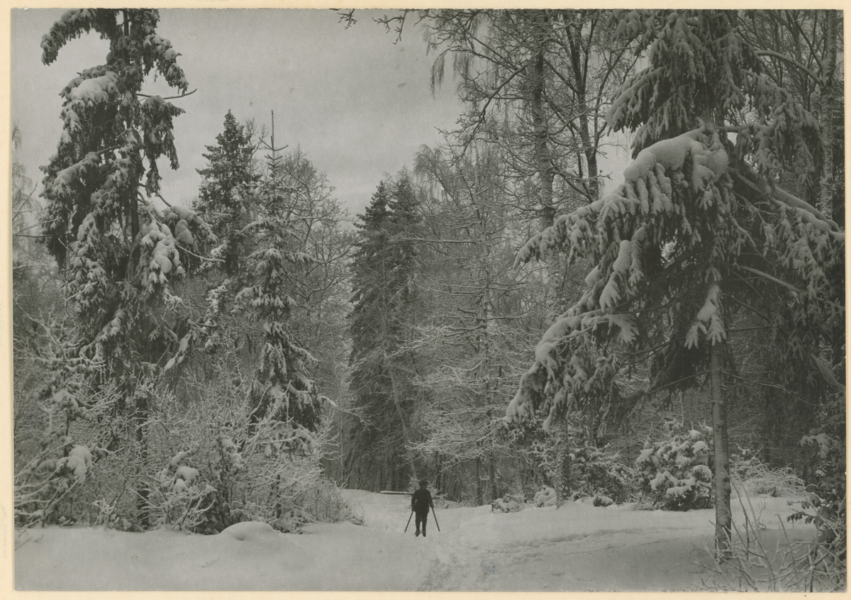 Kallumskogen, vinter, ca. 1920. To kopier.
Bilde publisert i "Moss som den var" (Jørgen Herman Vogt, 1970), s. 251.