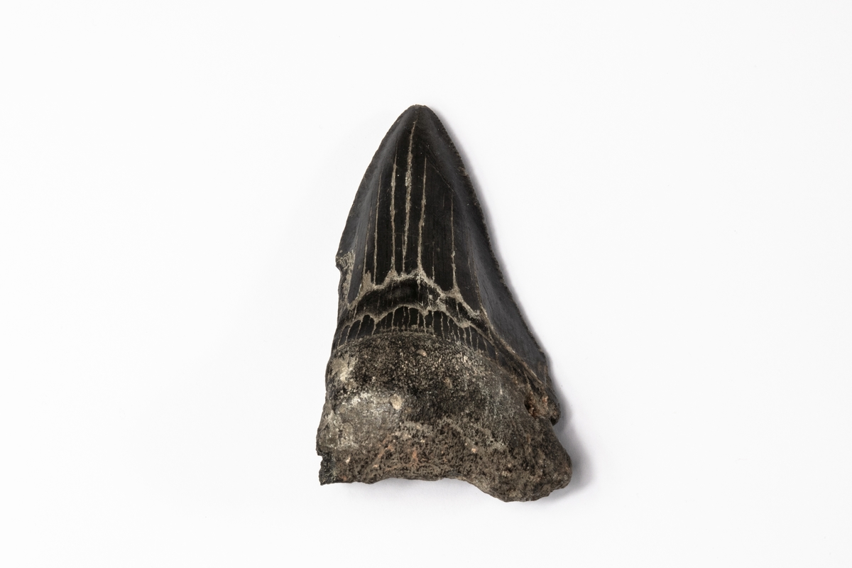 Ett fossil av en tand av hajarten Megalodon.