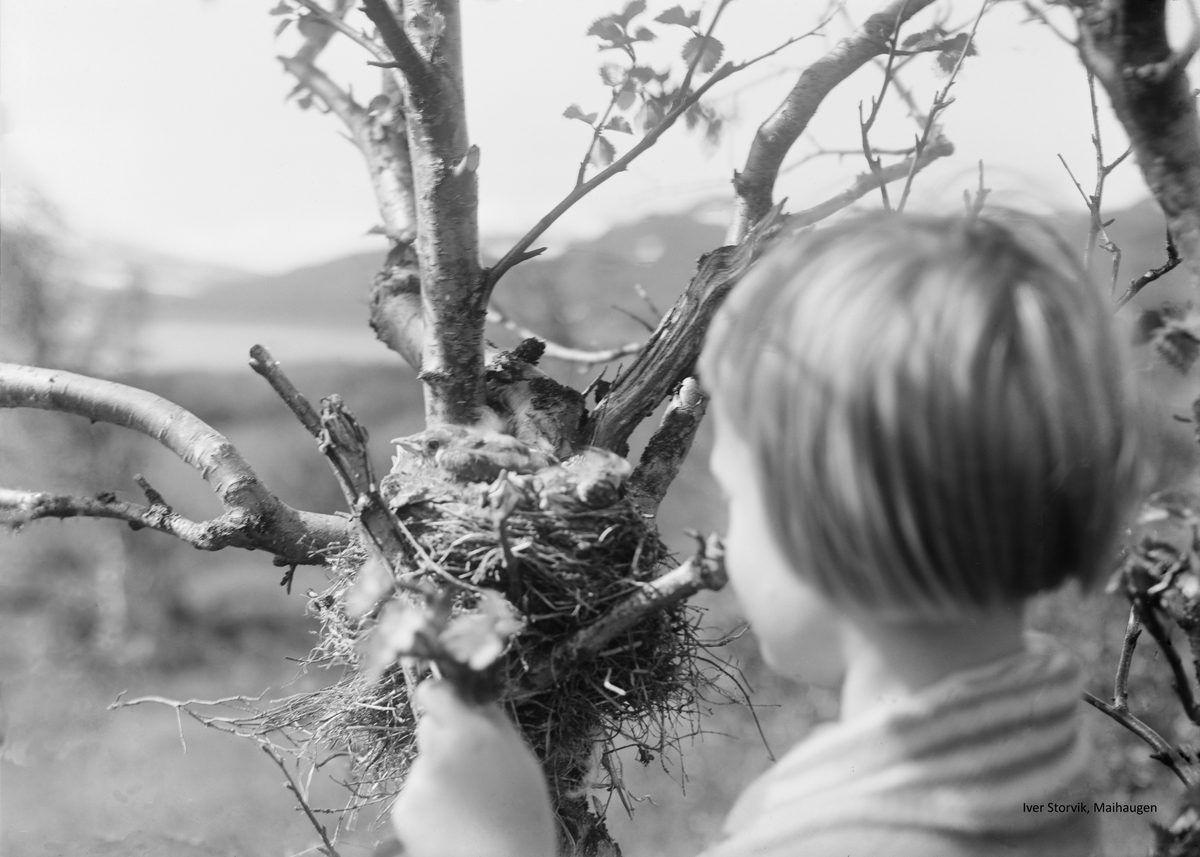 Nærbilde av Kari Storvik ved fuglereir med fugl.