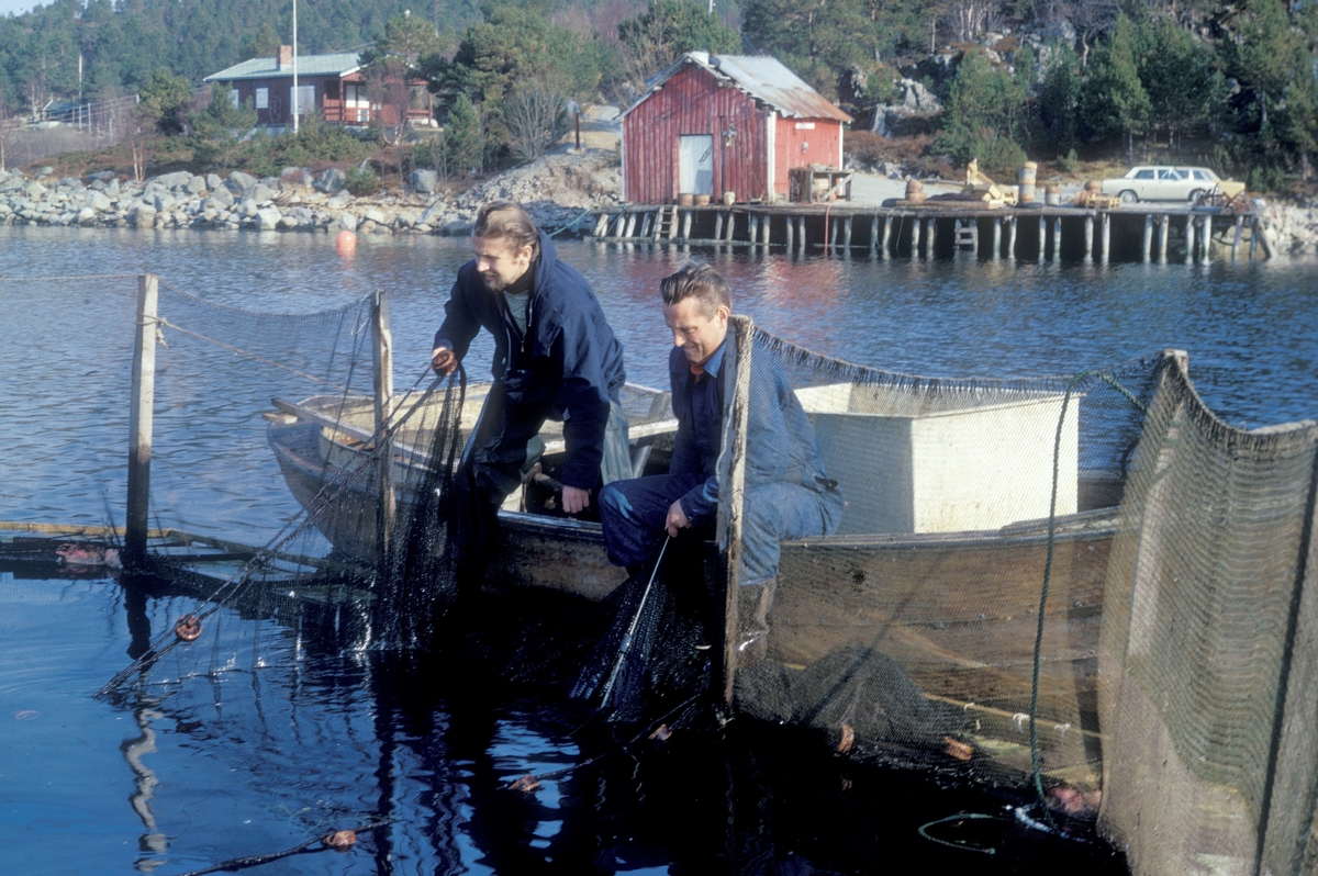 To menn i en båt fanger laks i en merde. De har satt ei orkastnot som de nå drar inn. Fra venstre er det Einar Brun, professor i zoologi ved universitetet i Trømsø og Ove Grøntvedt, en av eierne av anlegget.