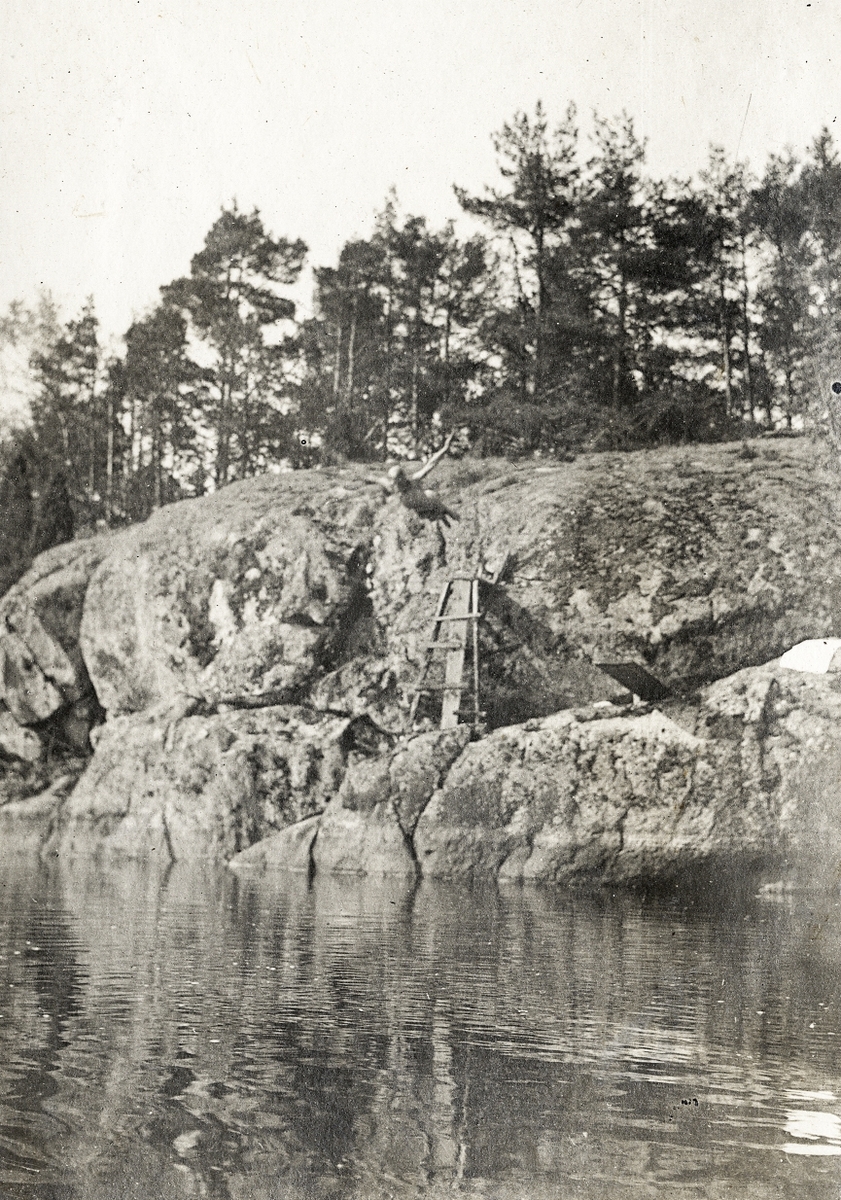 En person kastar sig från en klippa ut i en sjö. 
Text bredvid fotot: " - Började med att - idrotta på landbacken - men övergick - efter ett missöde med idrottspaviljongen - 
till sjön - ".