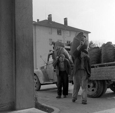 Koksbærere, 1956. (Foto/Photo)