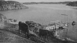 Bildet viser kyr som beiter nedenfor Dolm prestegård, 1912 -