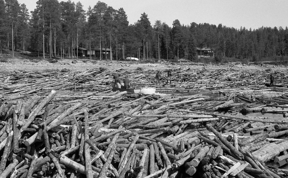 Fløterlag, fotografert mens de arbeidet med å lage en tømmerbom ved Osmundsand i nordenden av Osensjøen. Dette stedet ligger i Åmot kommune i Hedmark. Her var det fra gammelt av ei lense som fanget opp fløringstømmer fra den om lag 6 mil lange elva Nordre Osa. Da dette fotografiet ble tatt, var Osmundsand en utislagsplass for tømmer som ble hentet ut fra de lokale skogene med lastebil. Når våren kom og isen gikk, ble tømmeret skjøvet ut i vannet ved hjelp av en hjullaster. Der ble det liggende omgitt av et flytende stengsel, ei landlense, inntil fløterne var klare for å overføre det til ringbommer med høvelige kvanta for buksering mot innsjøens utløp i elva Søndre Osa ved hjelp av slepebåt. Dette fotografiet ble tatt mens fløterne arbeidet med det tømmeret som lå inne i landlensa, der fløtingsvirket fortsatt bar preg av å være sammenstuvet. To menn gikk på tømmeret med fløterhakene sine. To av arbeidskameratene befant seg i den robuste varpebåten med stålskrog til venstre på bildeflata, en var i en robåt til høyre. Langs stranda i bakgrunnen ser vi et par av hyttene som var reist for folk som brukte området ved Osensjøen til rekreasjon.